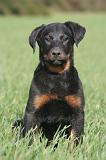 BEAUCERON - PUPPIES 408